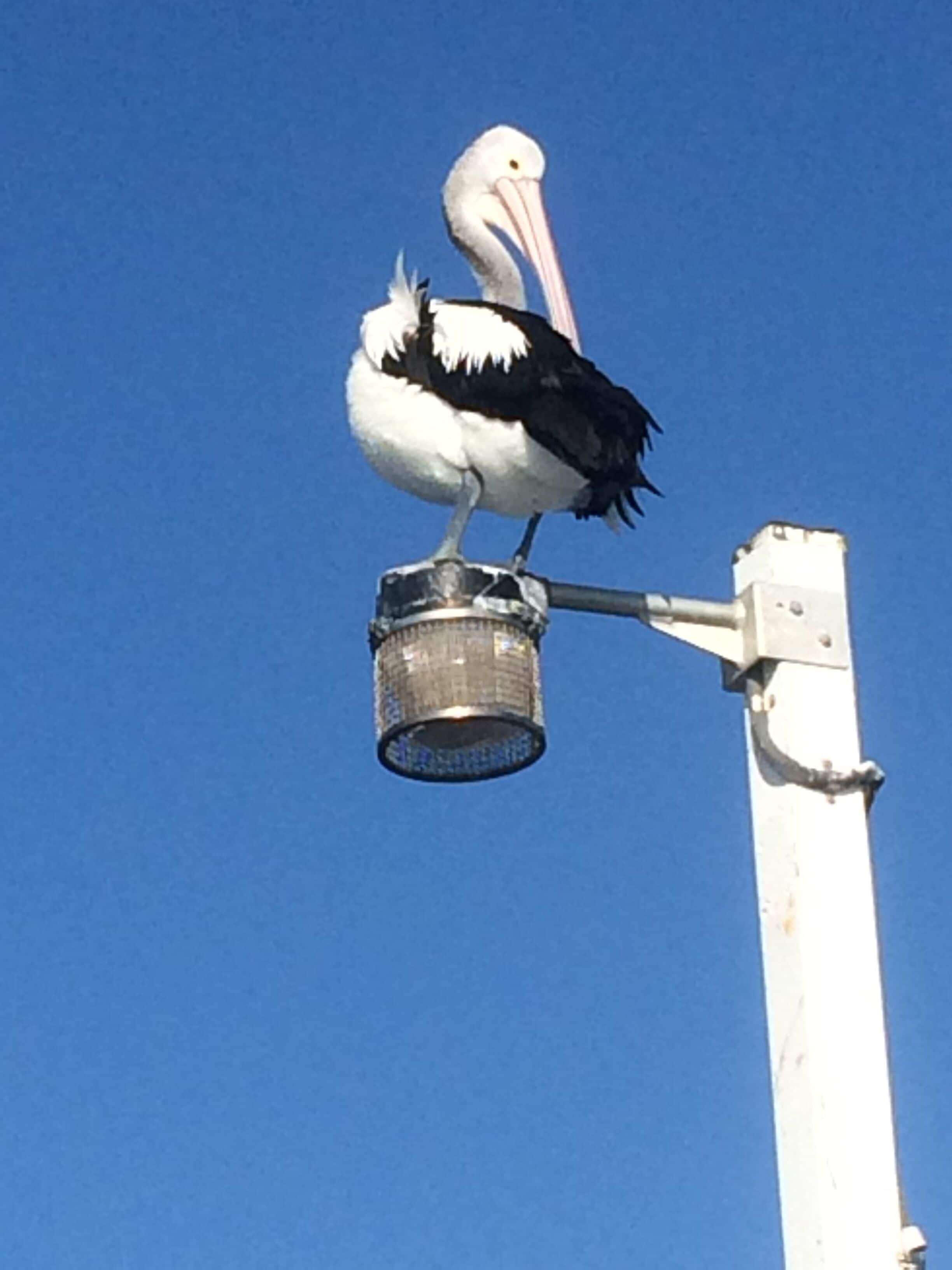 Sanctuary Lakes Fauna Retreat