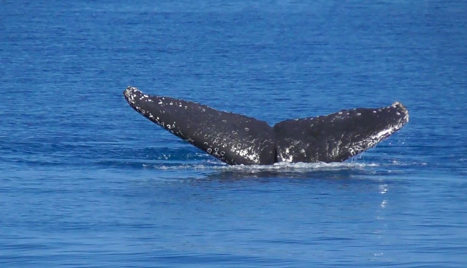 Sanctuary Lakes Fauna Retreat