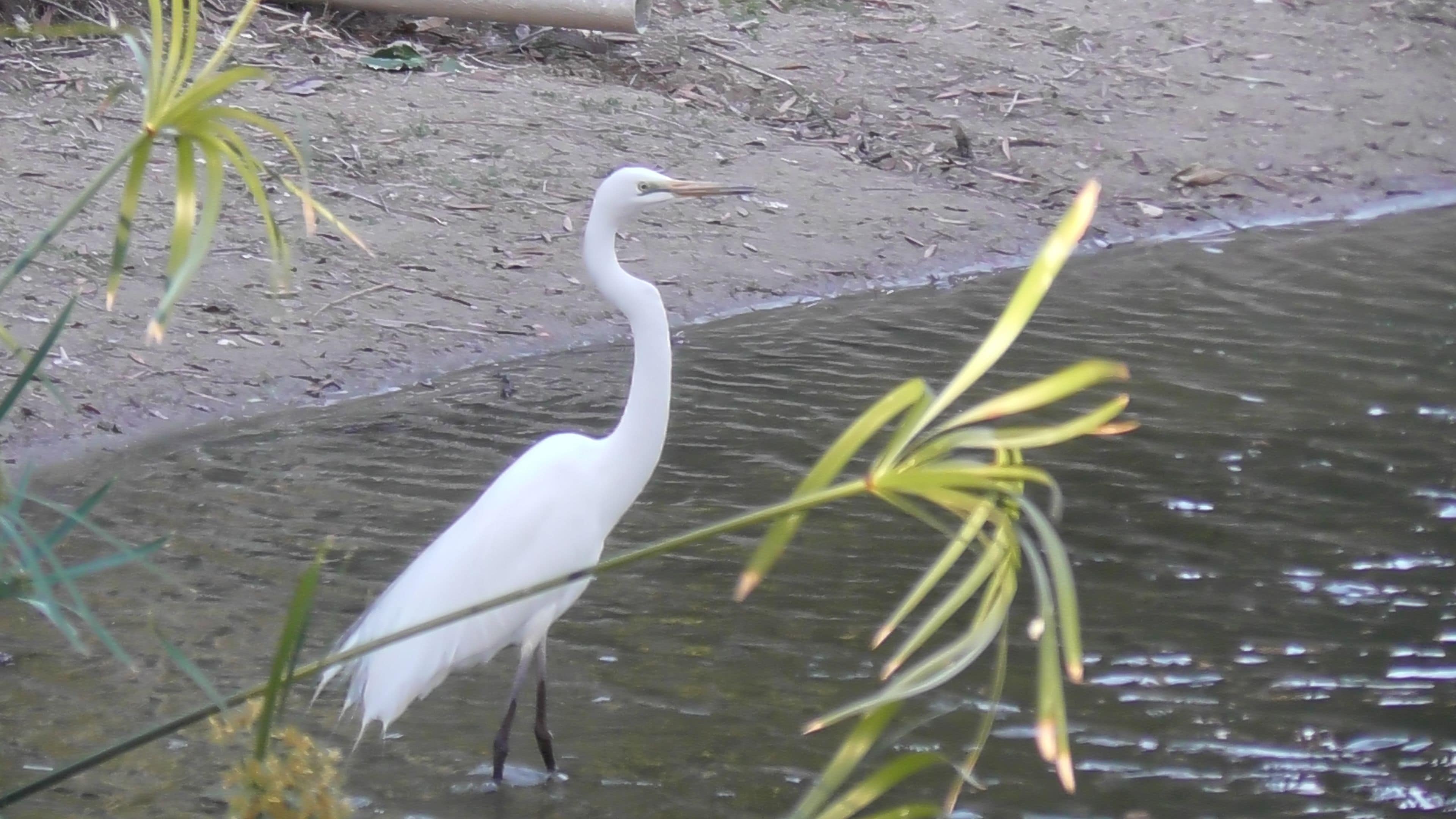 Sanctuary Lakes Fauna Retreat
