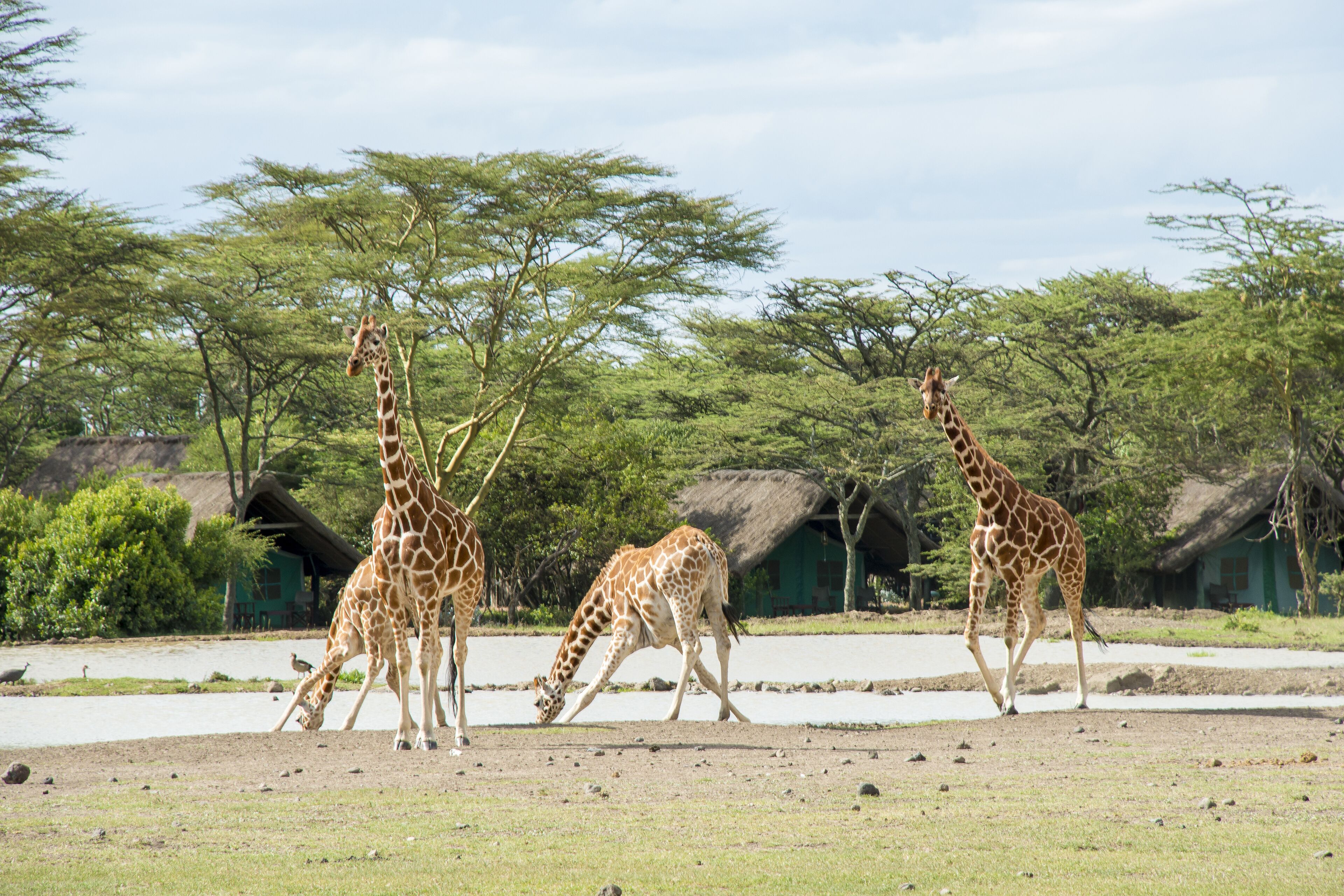 Sweetwaters Serena Camp in Nanyuki, Kenya