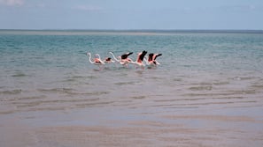 Private beach, white sand, beach towels, snorkeling