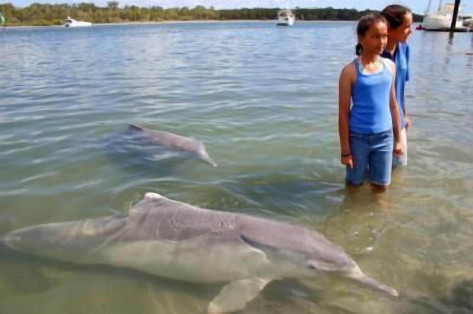 Dolphin Waters Tin Can Bay