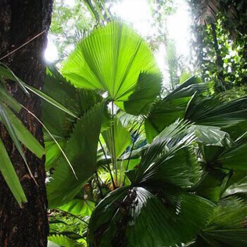 Rainforest Grove Holiday Resort