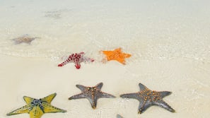 Plage, sable blanc, chaises longues, parasols