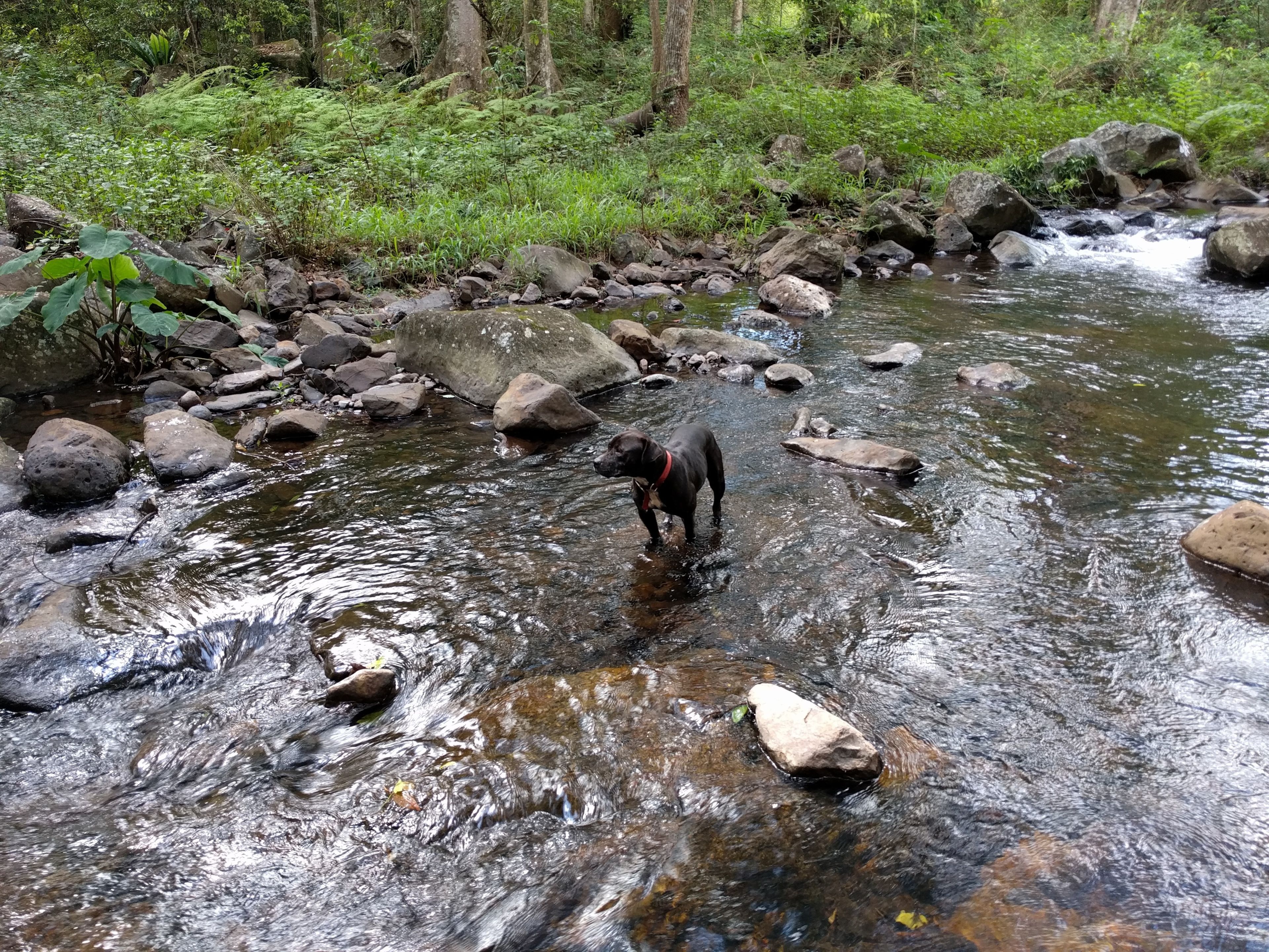Alstonville Country Cottages