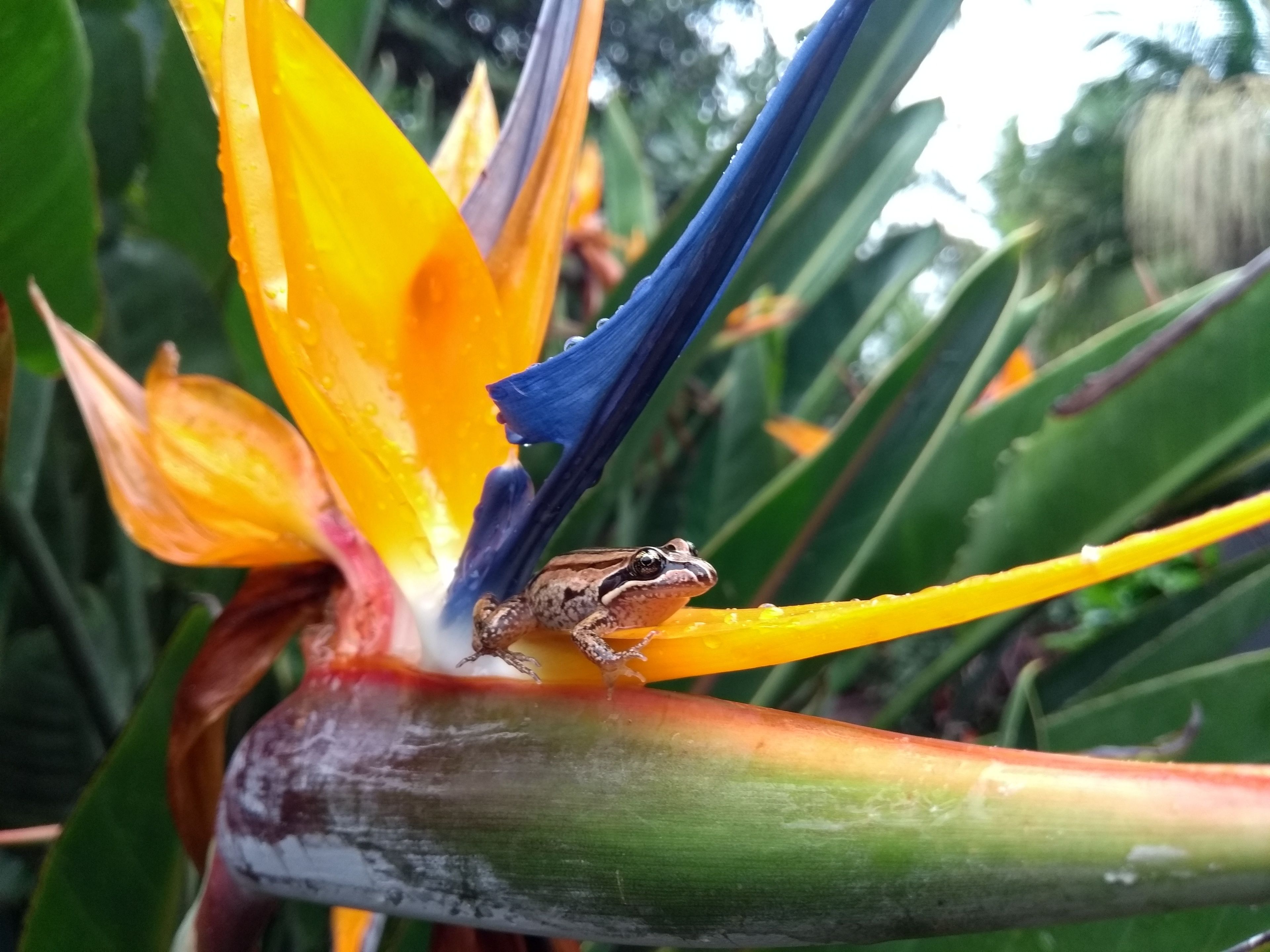 Alstonville Country Cottages