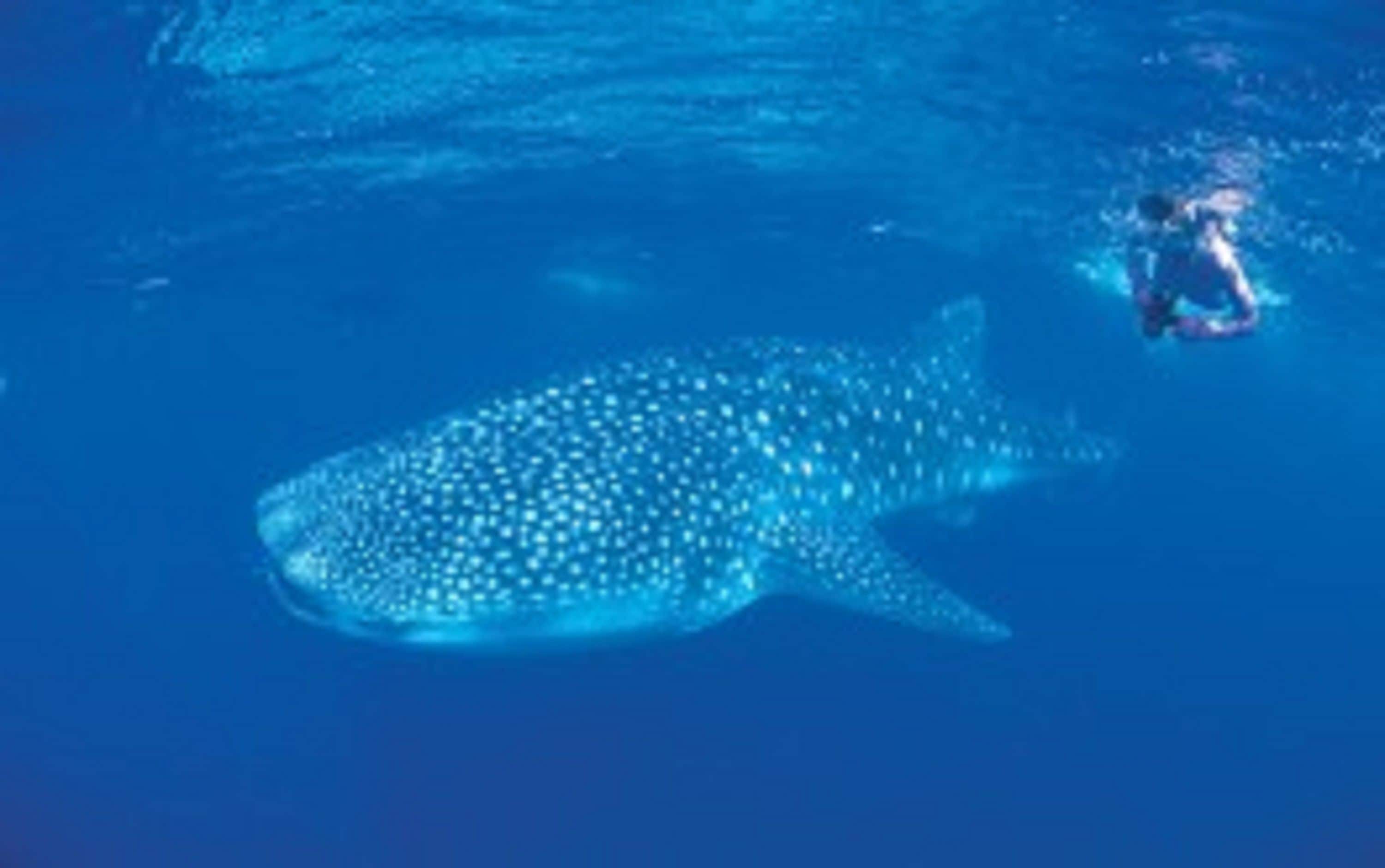 RAC Exmouth Cape Holiday Park