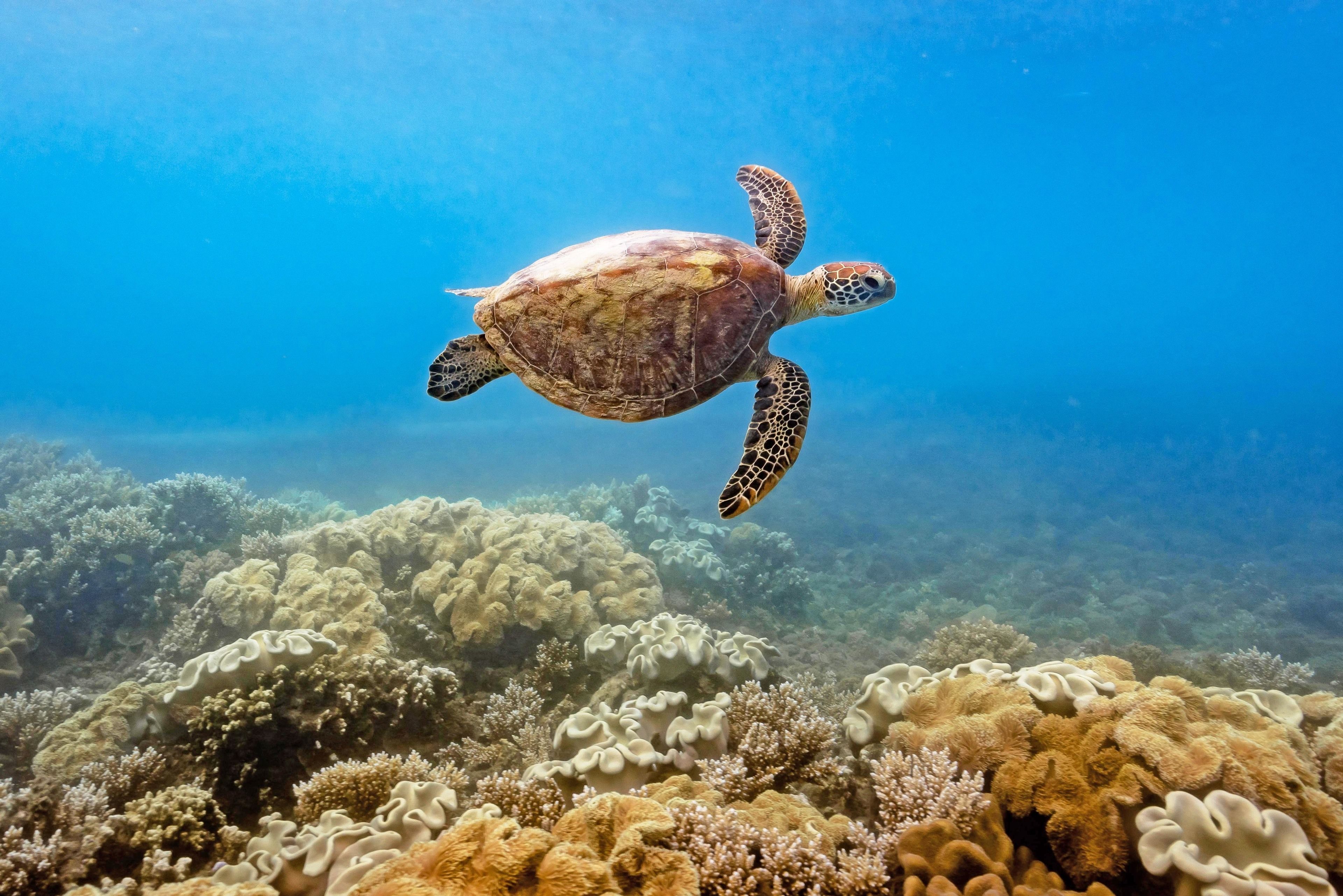 Fitzroy Island Resort