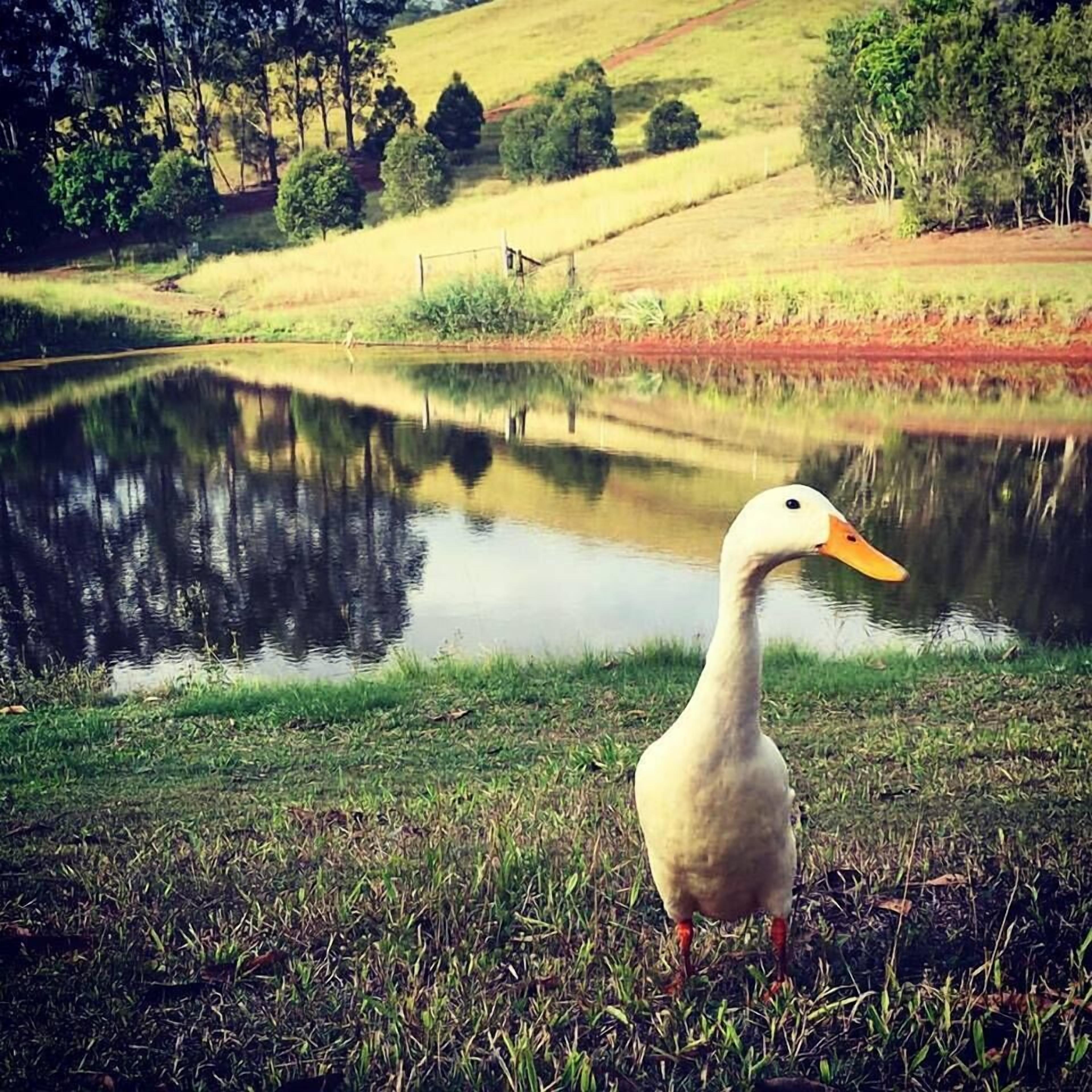 Amamoor Homestead B&B and Country Cottages