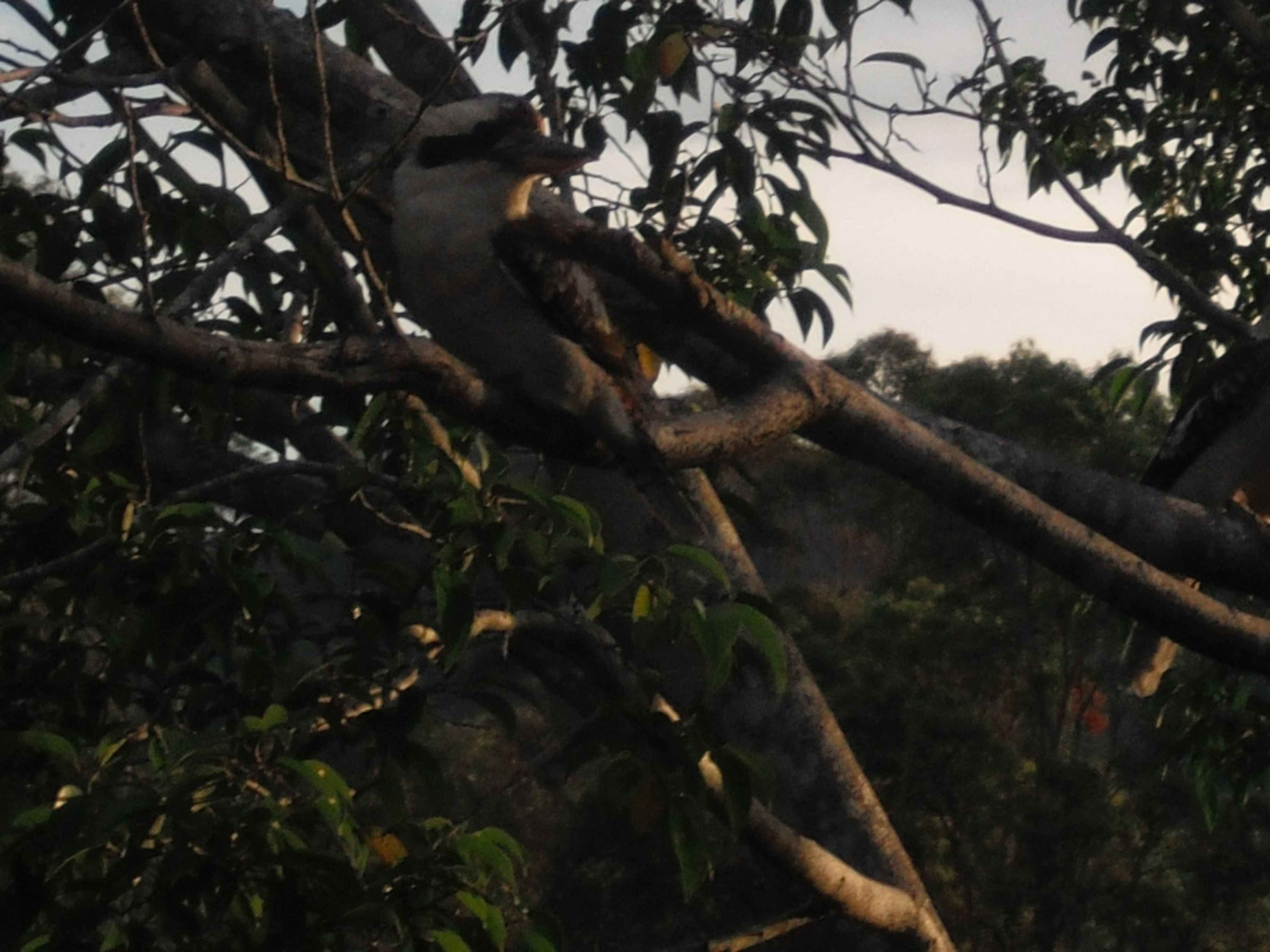 Amamoor Homestead B&B and Country Cottages