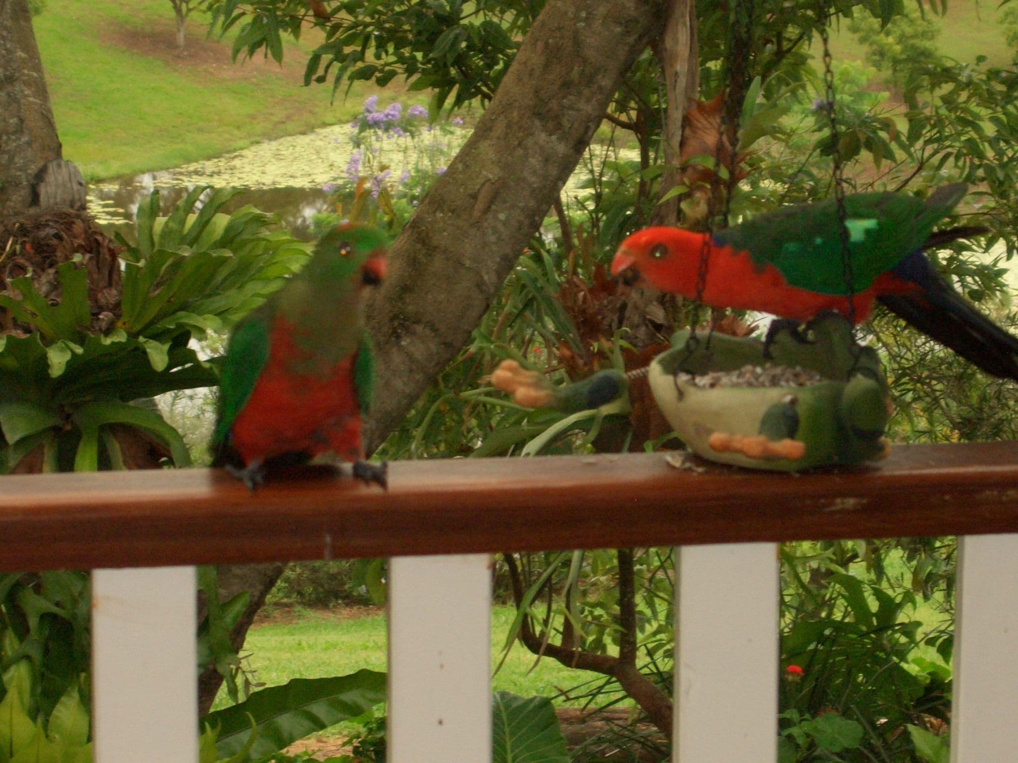 Amamoor Homestead B&B and Country Cottages