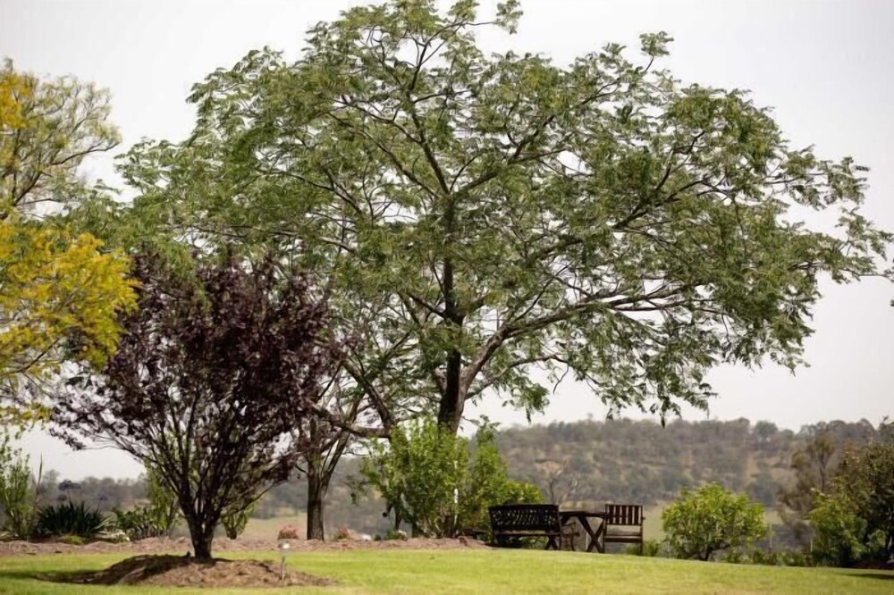 Bluebush Estate