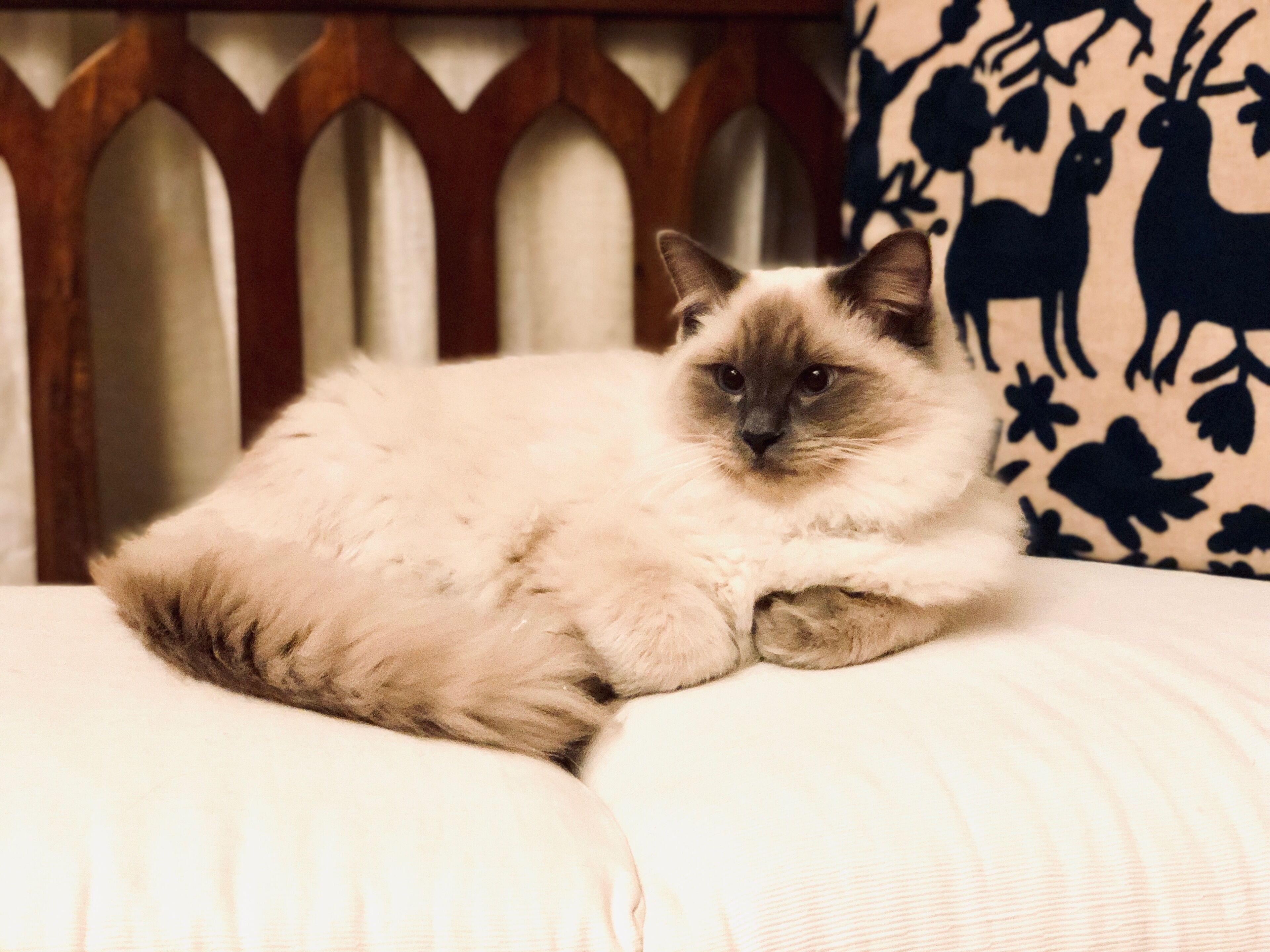 QUILTY HOUSE - 'Just a little bit special'