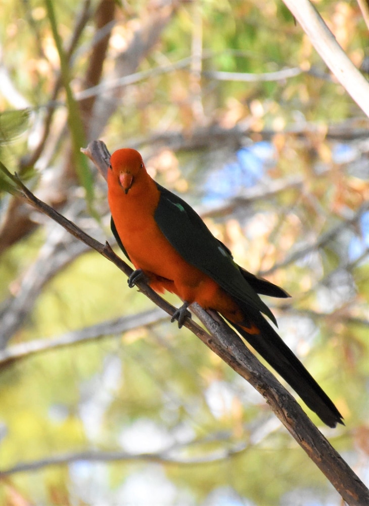 Mt Larcom Tourist Park