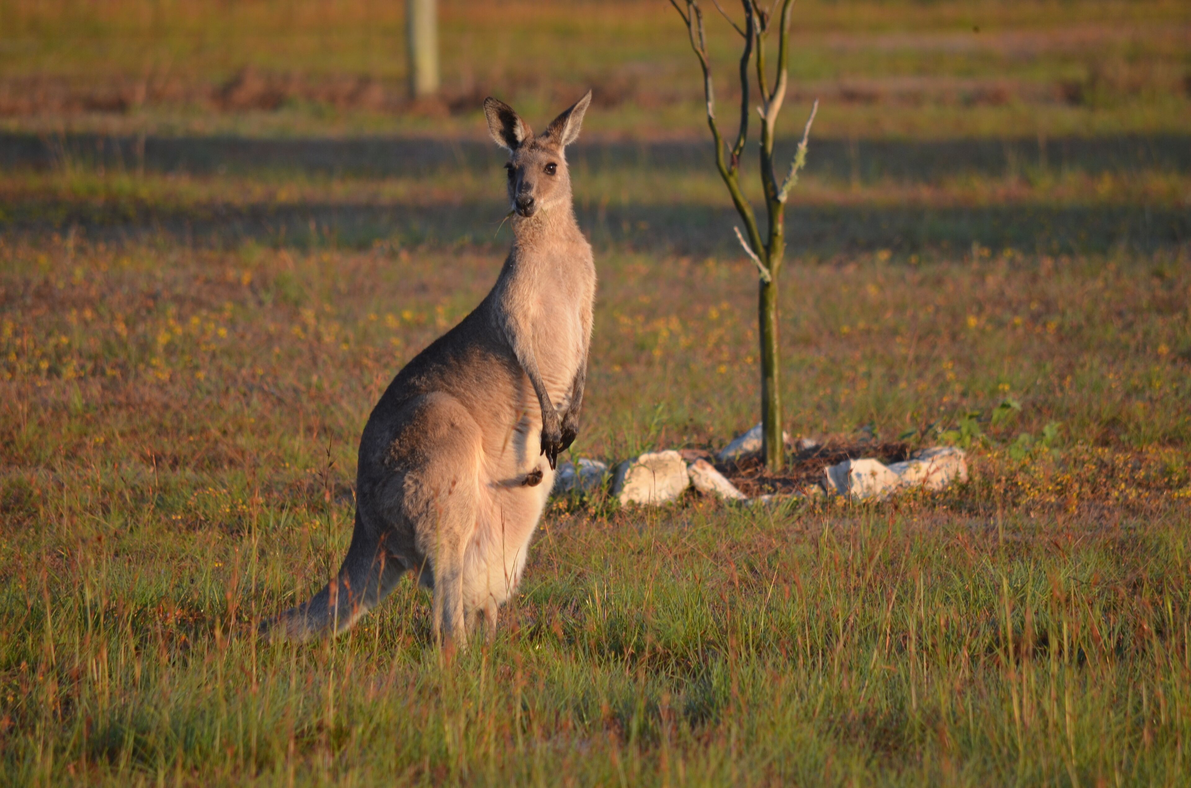Bed and Breakfast at the doorstep of Fraser Island