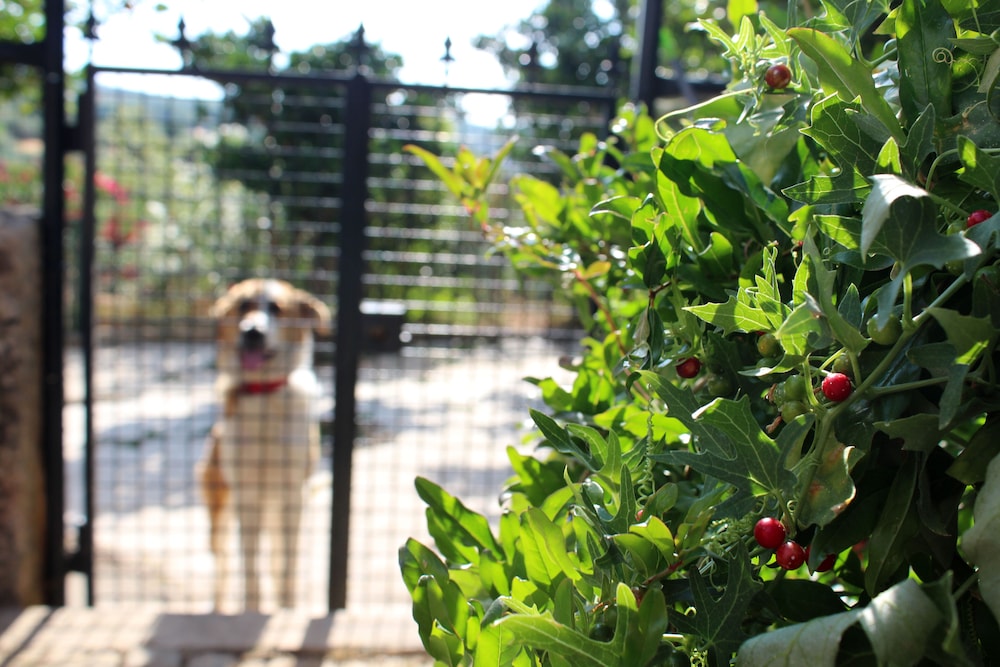 Foto - Aromas dos Salgueiros