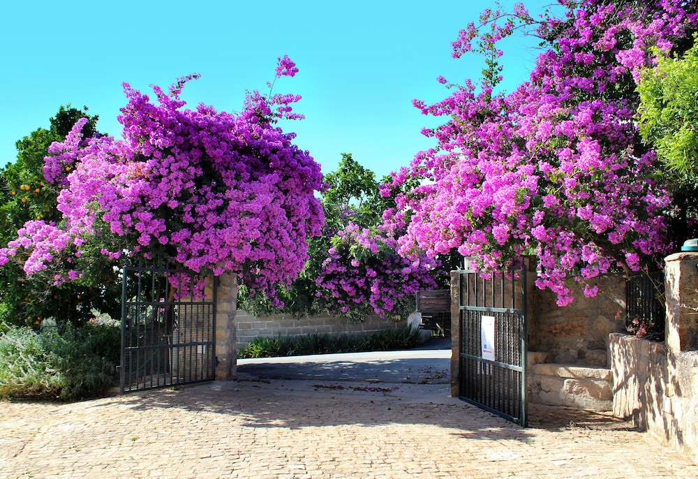 Foto - Aromas dos Salgueiros