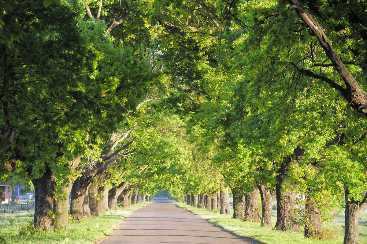 Quiet Country Retreat 2 Minutes From the CBD