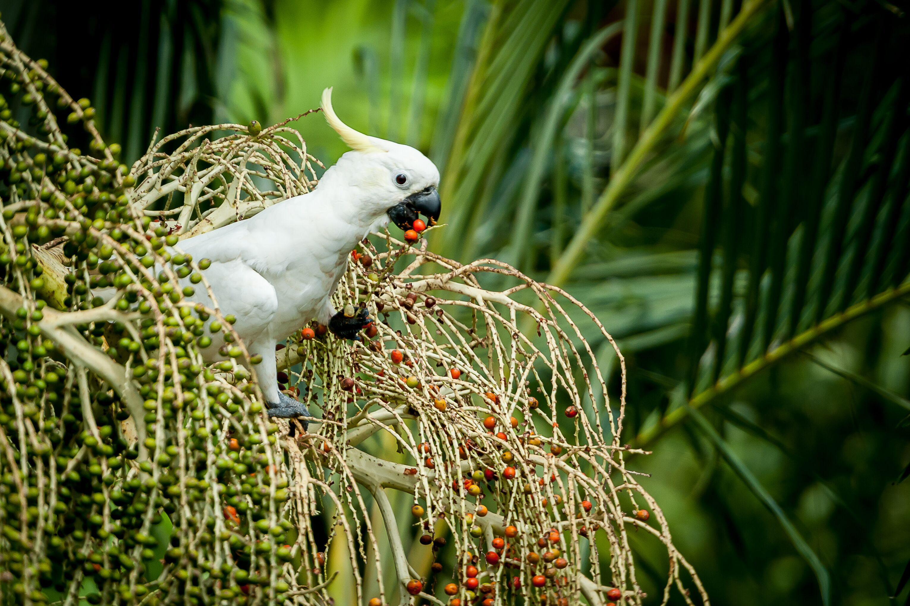 Large  self contained 3 bedroom apartments set in  2.5 acres of tropical gardens