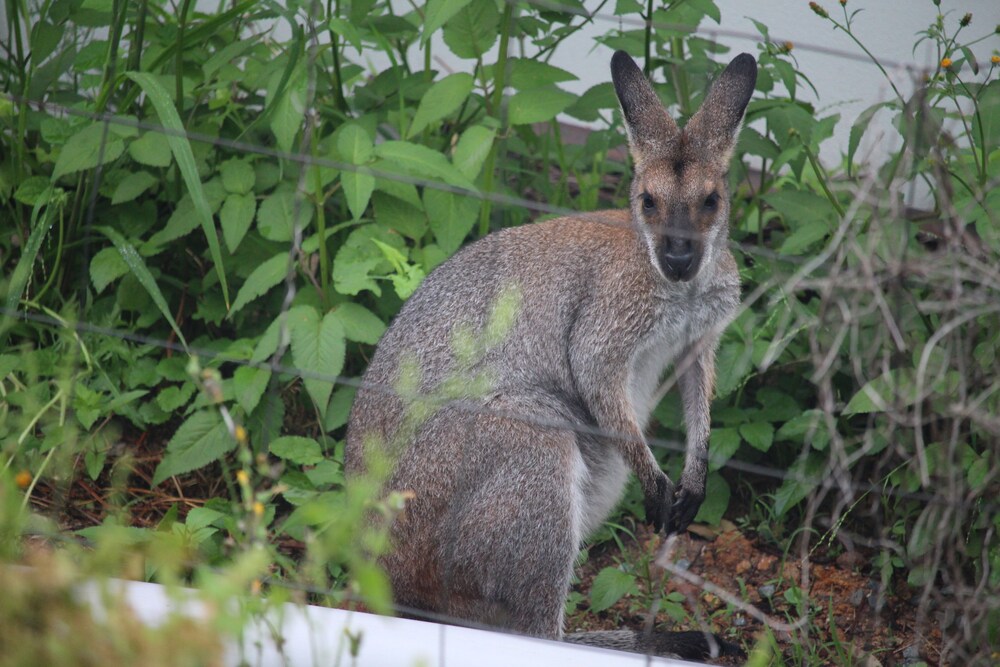 The Waterfront Cottage of Port Stephens Deals & Reviews (North Arm