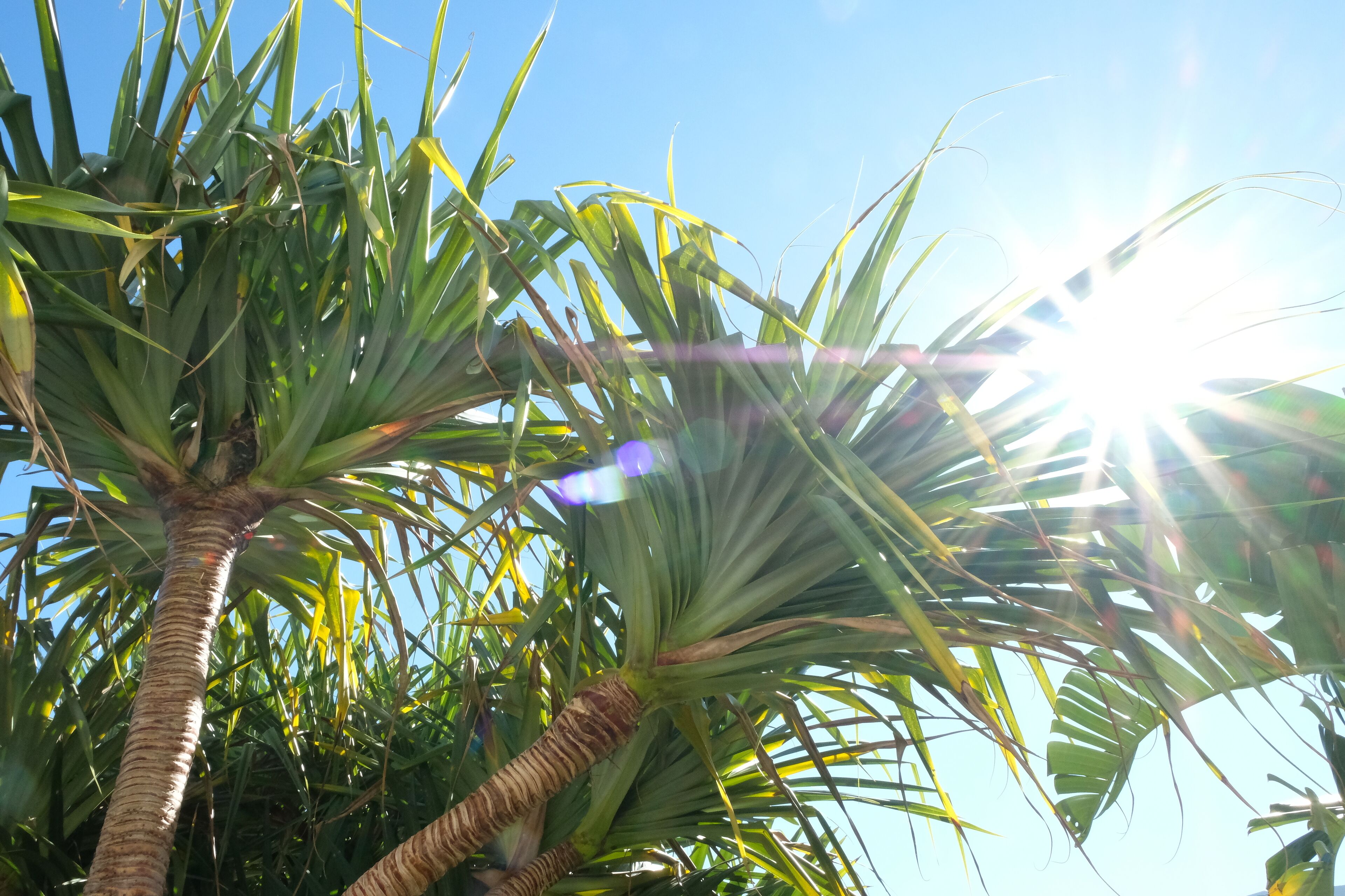 Cotton Beach - Beachfront Villa w/ Private Pool - Paradise Casuarina