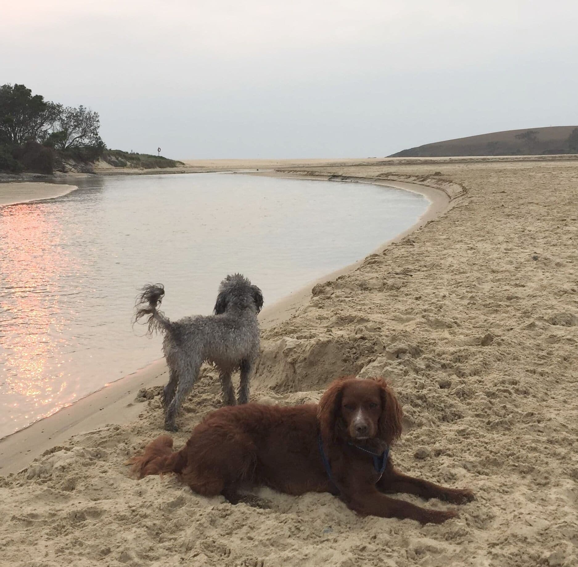 Dog Friendly, 4 Bdr Family House in Sunny Sawtell