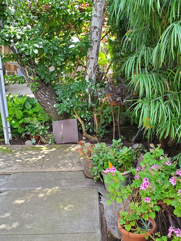 Bedroom in private home in the lovely Rose garden area In the heart of San Jose.