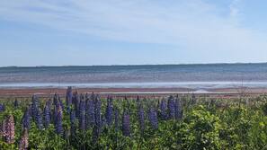Plage, chaises longues, serviettes de plage