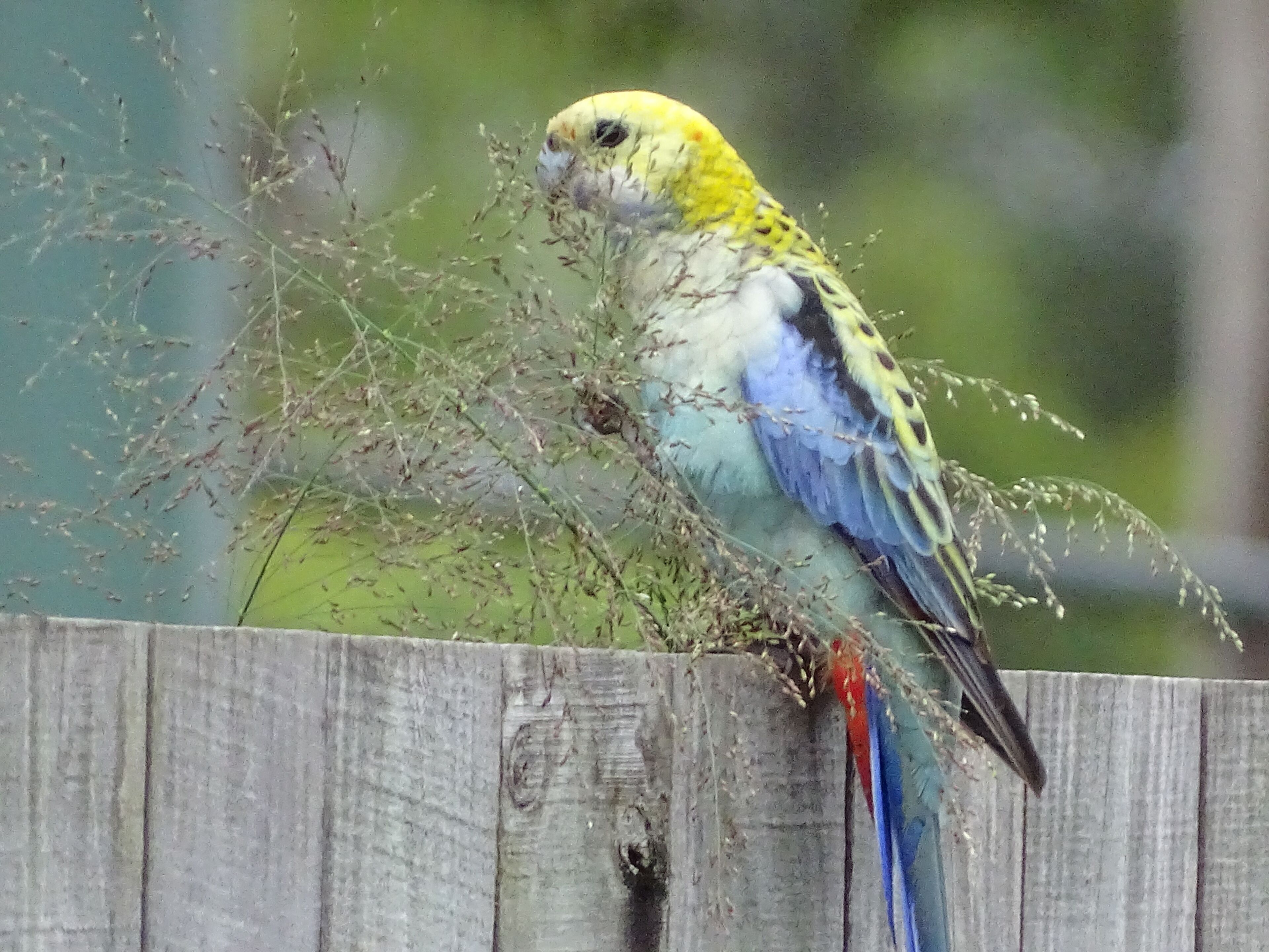 A tranquil bushland retreat with KB, Ducted AC and access to a heated pool.
