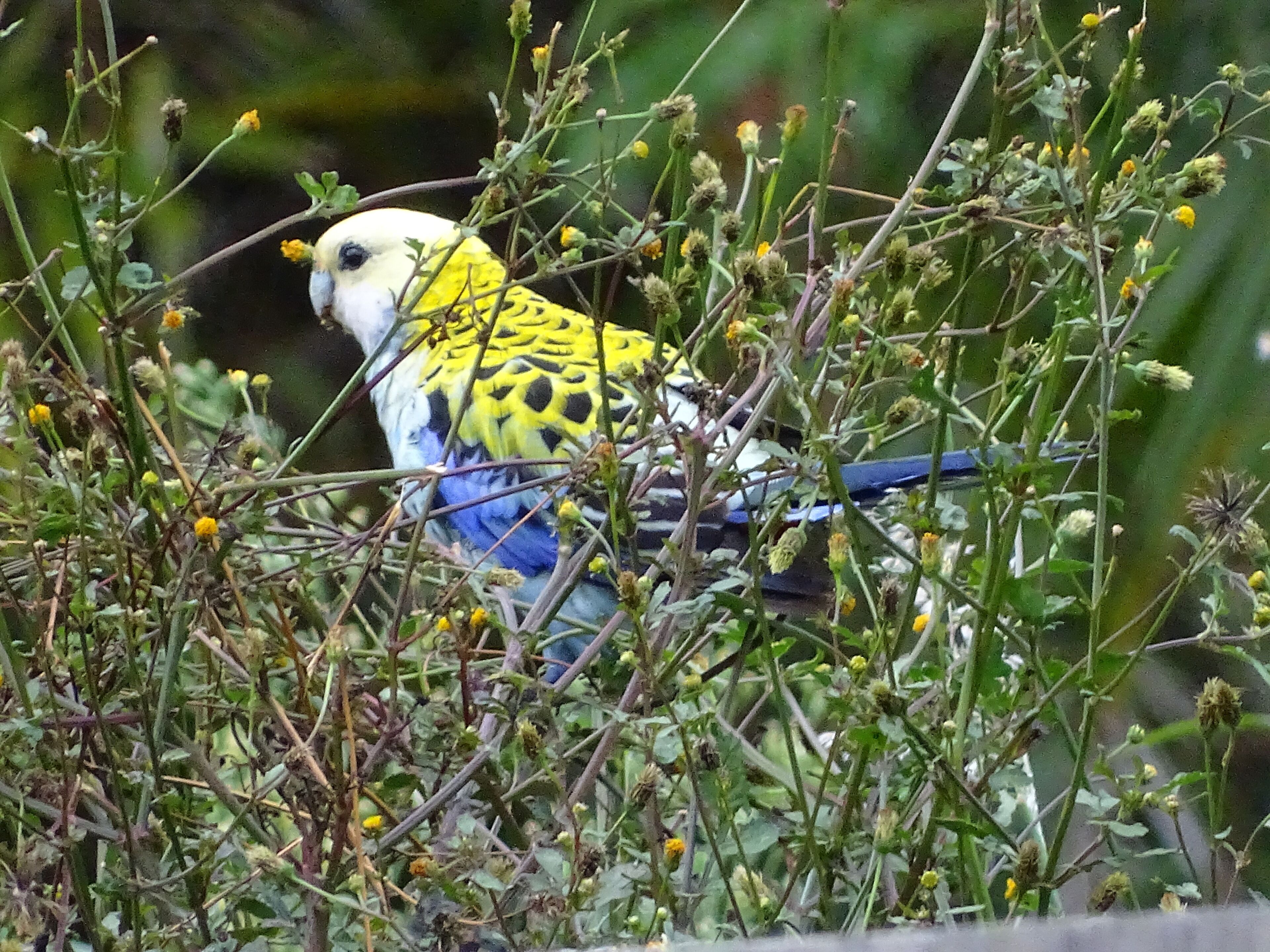 A tranquil bushland retreat with KB, Ducted AC and access to a heated pool.