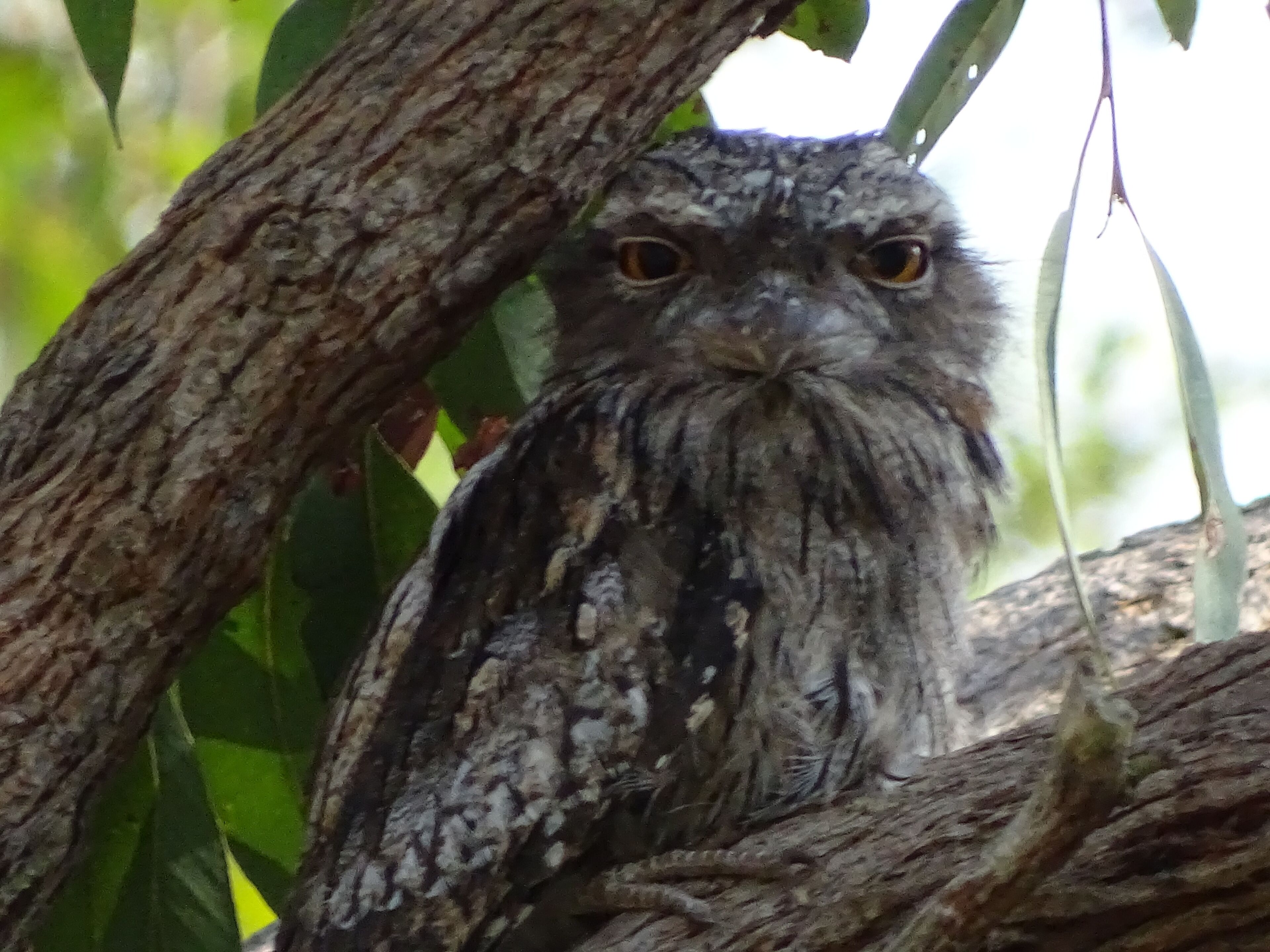 A tranquil bushland retreat with KB, Ducted AC and access to a heated pool.