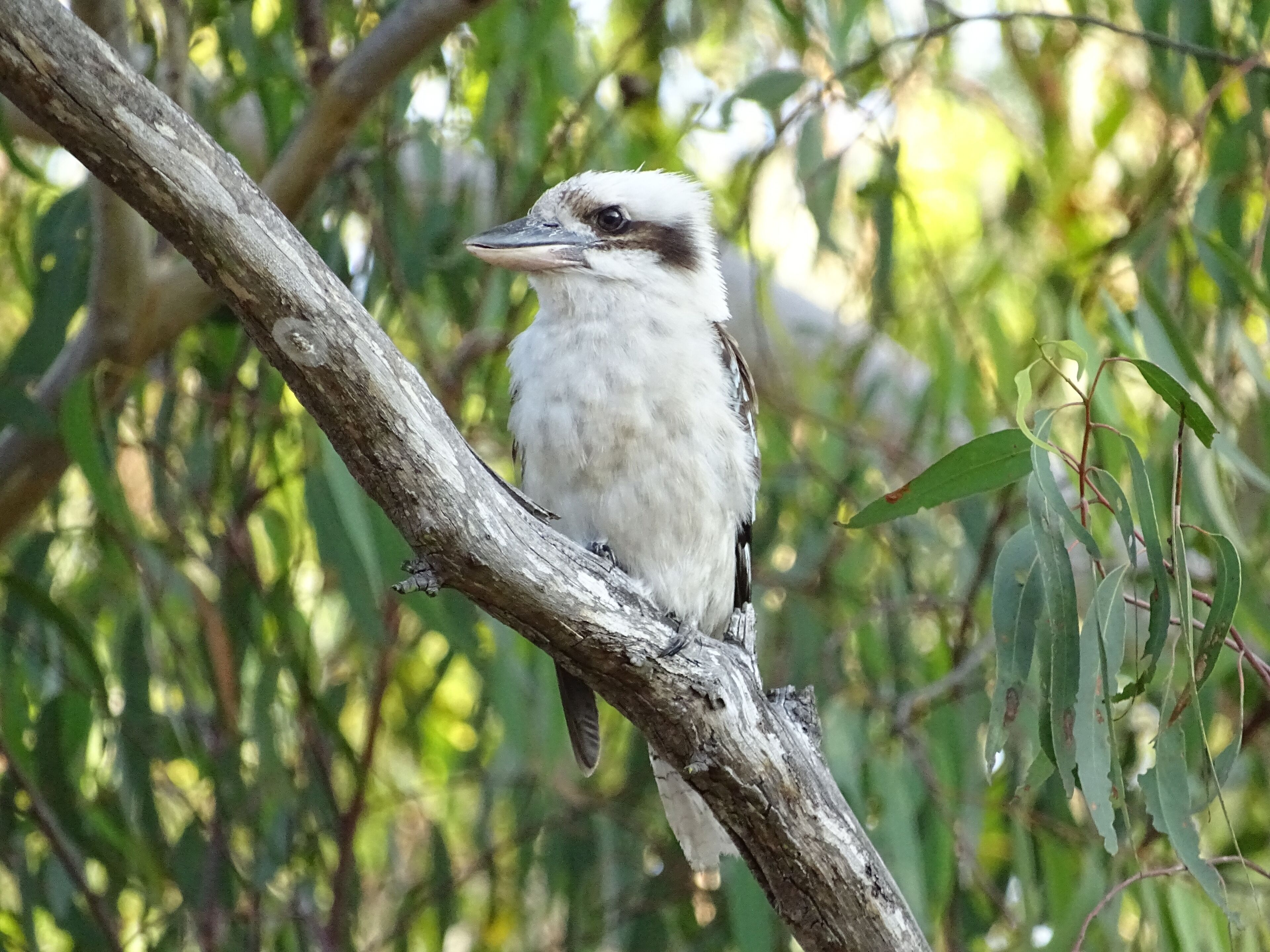 A tranquil bushland retreat with KB, Ducted AC and access to a heated pool.