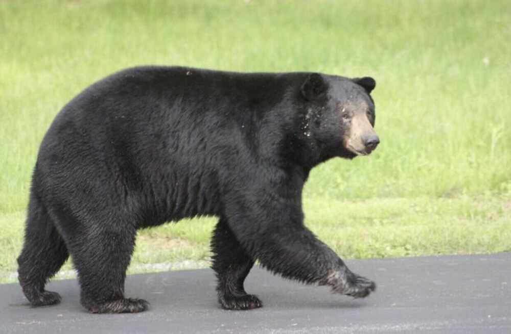 Bear Paw Lodge = Center Of Nature@God's Creation#Campfire+Fun&Trails