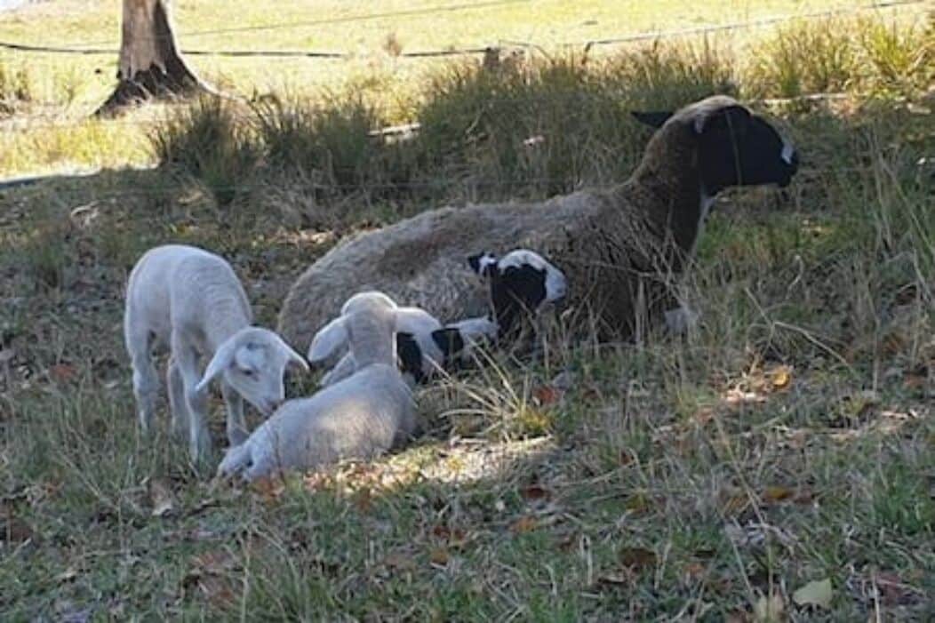 The Bucca Hideaway - Bush & Beach Experience