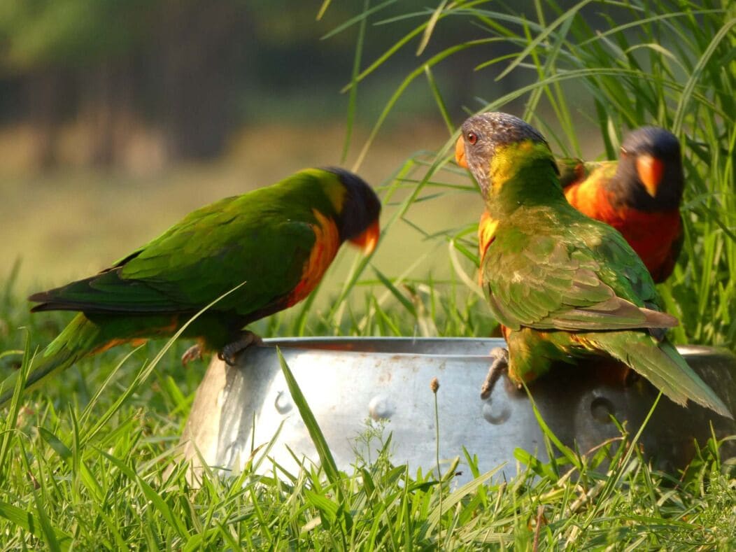 The Bucca Hideaway - Bush & Beach Experience