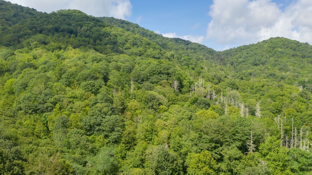 Cabin in the mountains with creek and elk located in Maggie Valley, NC.