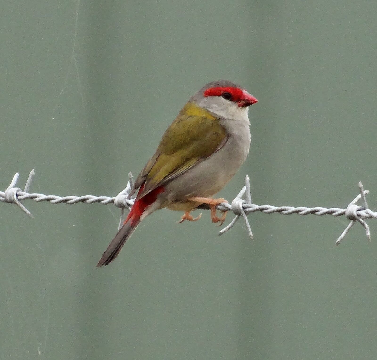 Studio in Prize Winning Garden on the Edge of The Great Dividing Range