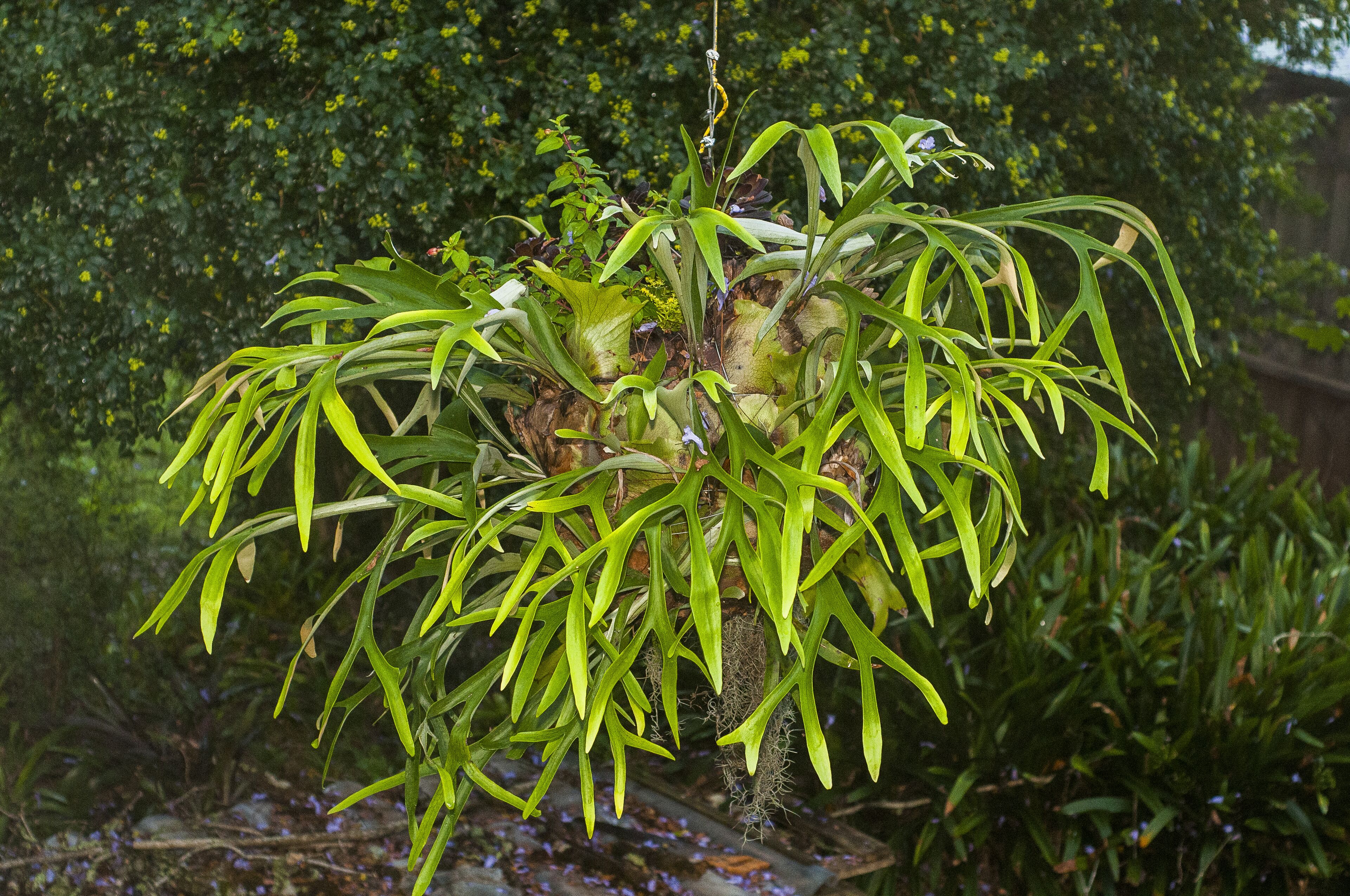 Studio in Prize Winning Garden on the Edge of The Great Dividing Range