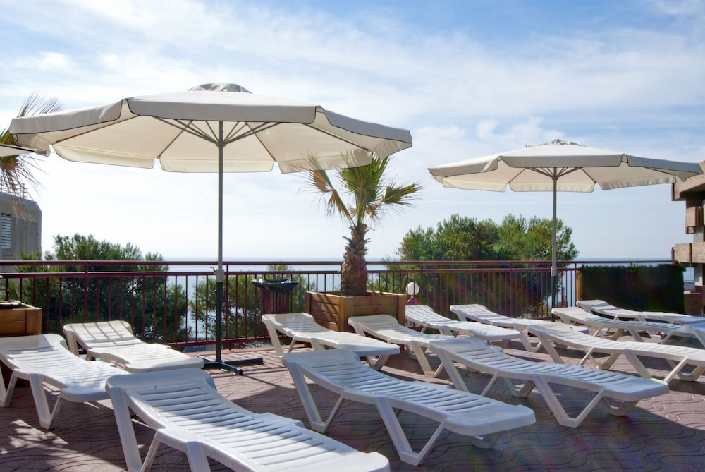 Foto - Albatros Family