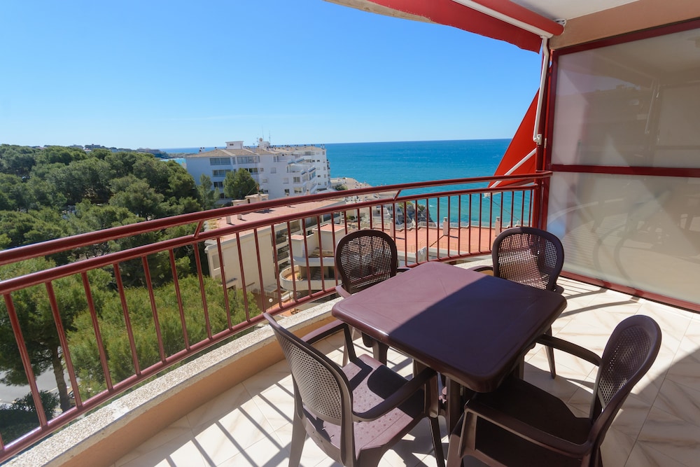 Foto - Albatros Family