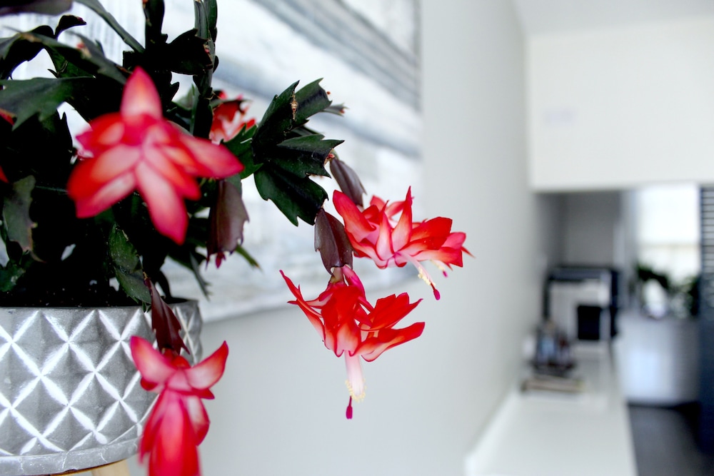 Foto - 25 Paddington Hotel