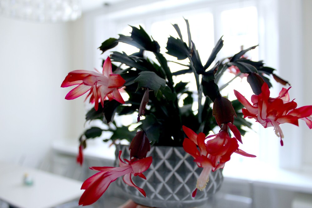 Foto - 25 Paddington Hotel