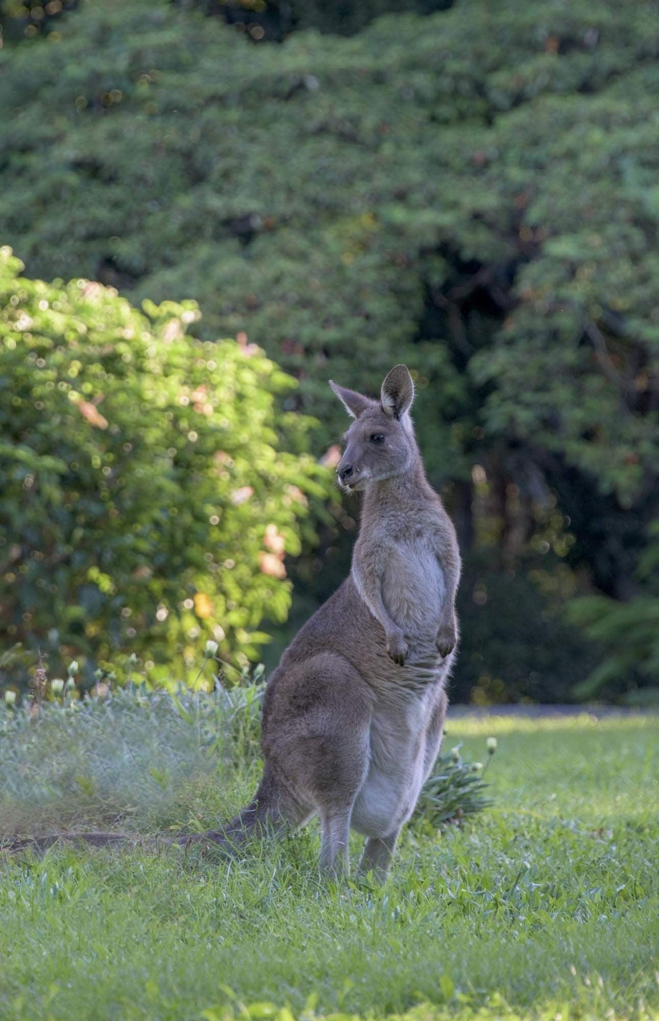Ninderry Manor Luxury Retreat