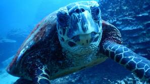 On the beach, white sand, snorkeling, beach bar