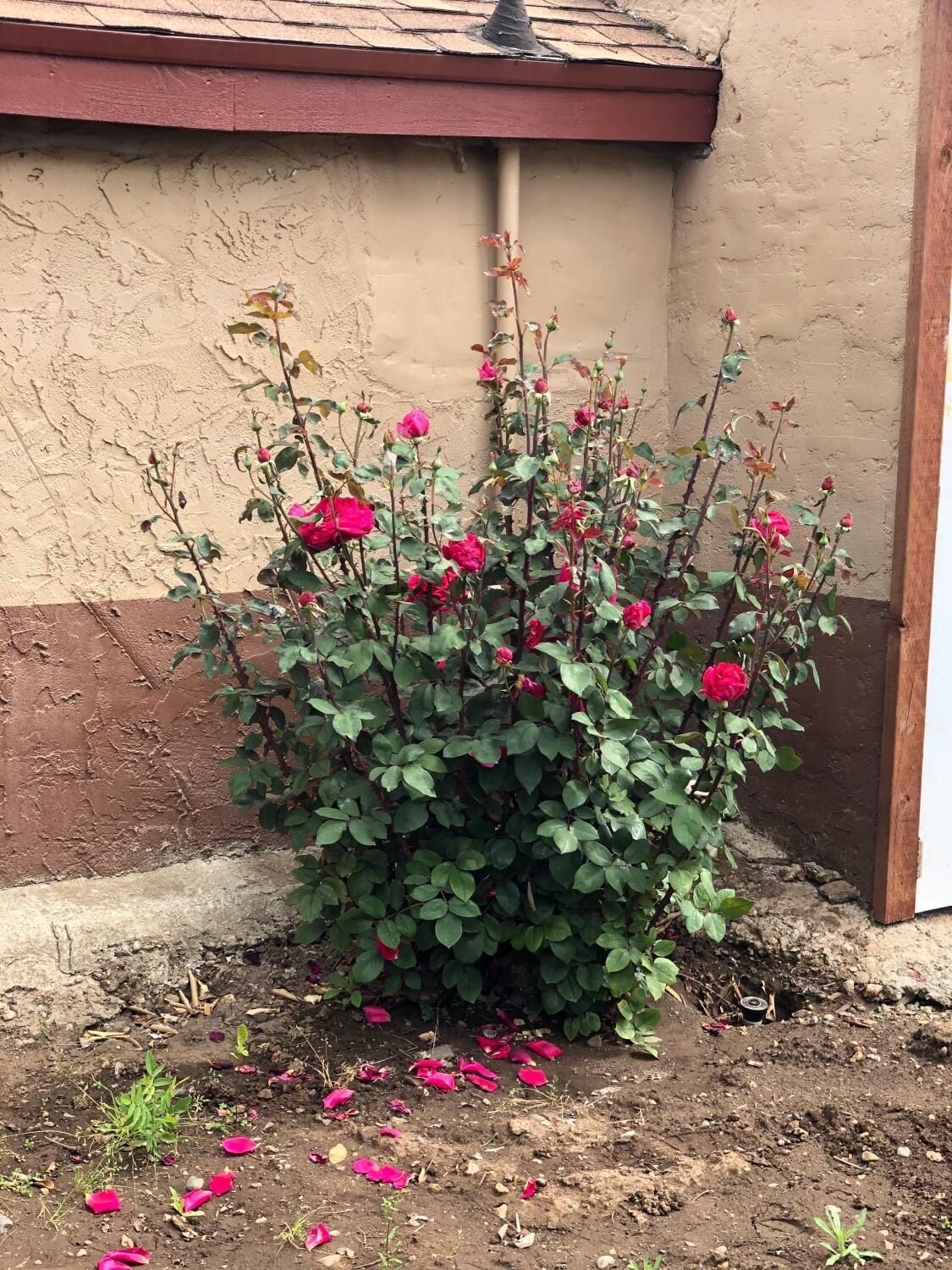 Haven Inn of Chico in Chico, United States