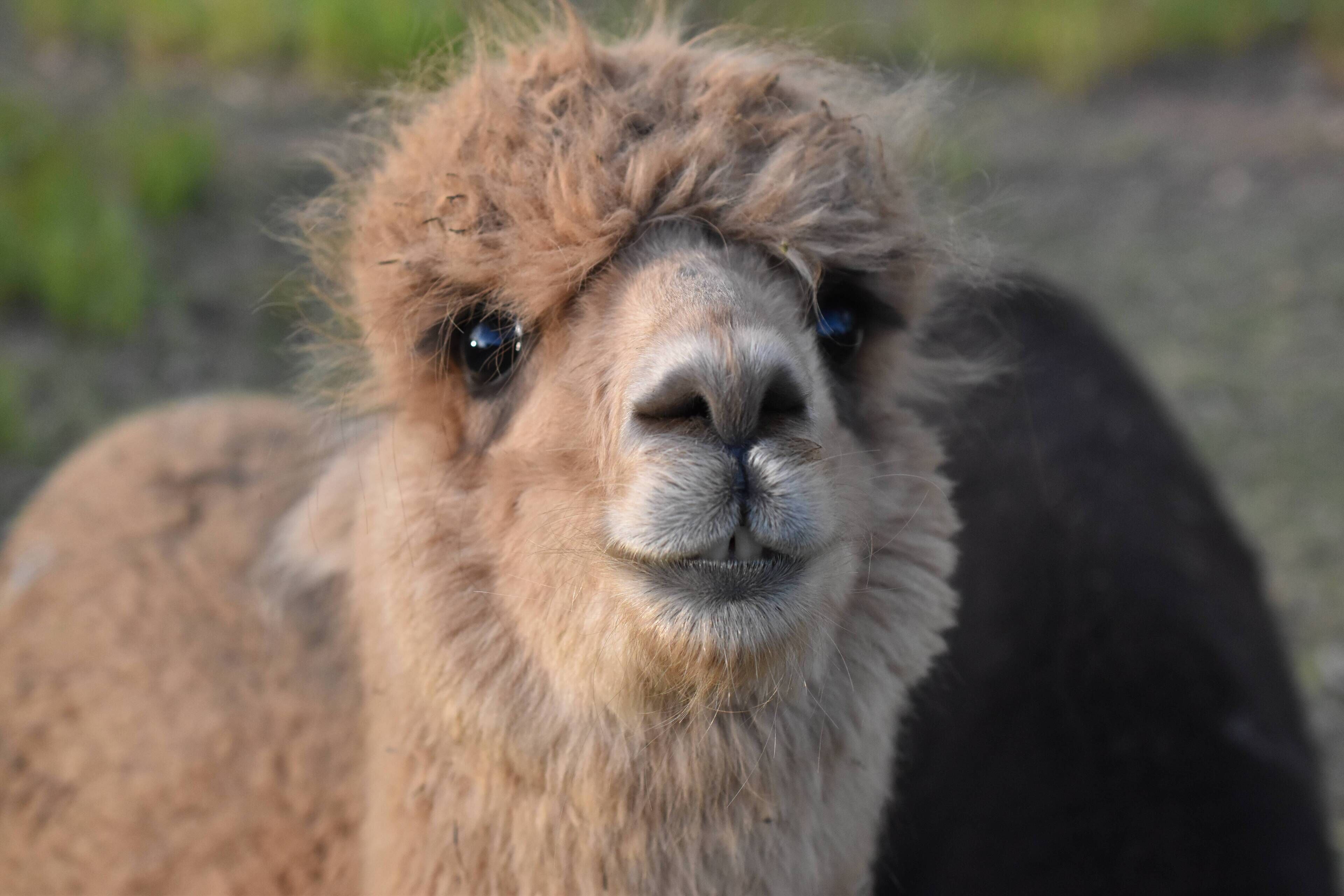 The Shed Conversion With Hot tub With Amazing Views@ Gold Coast Tree Houses
