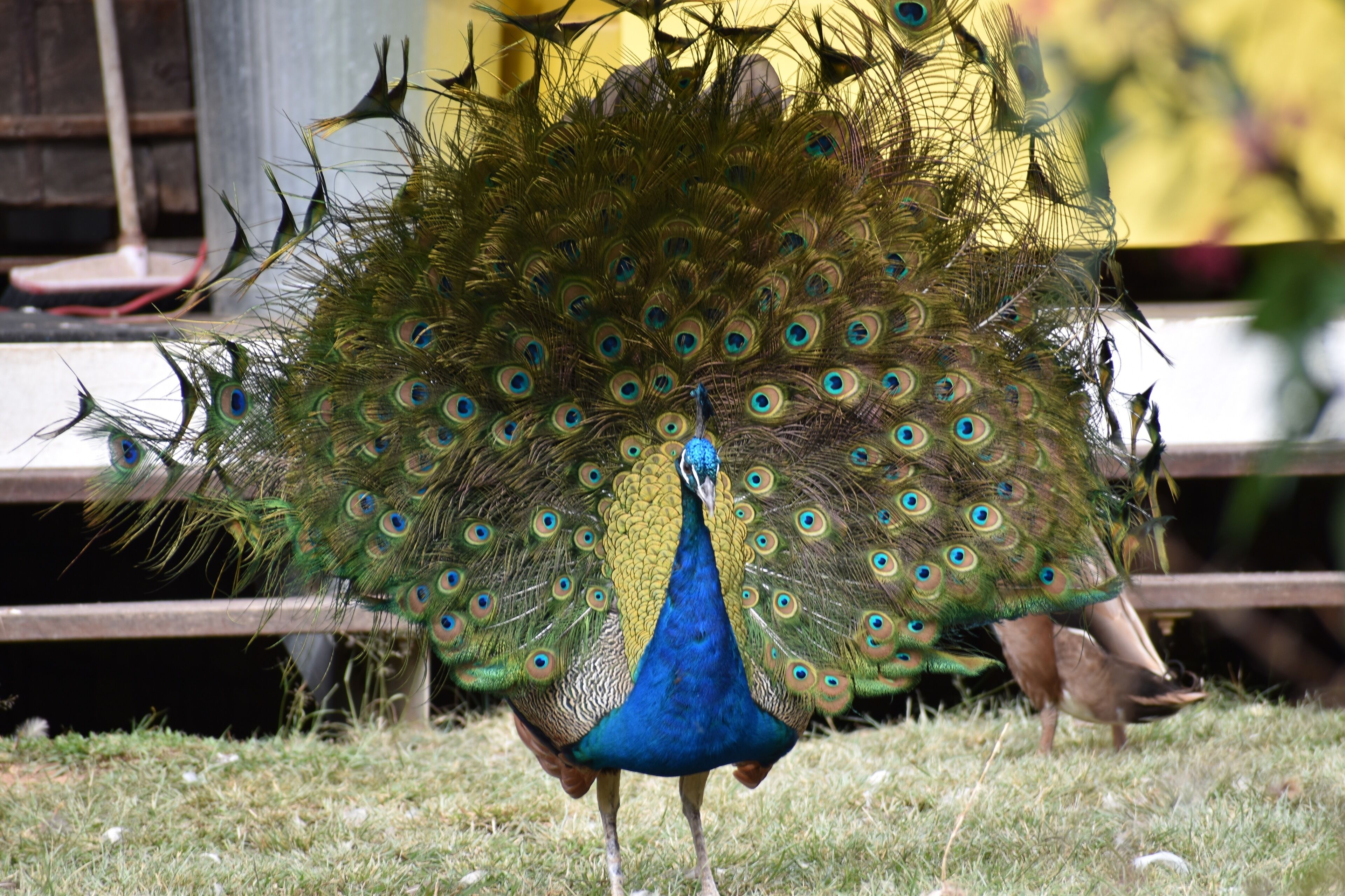 The Shed Conversion With Hot tub With Amazing Views@ Gold Coast Tree Houses