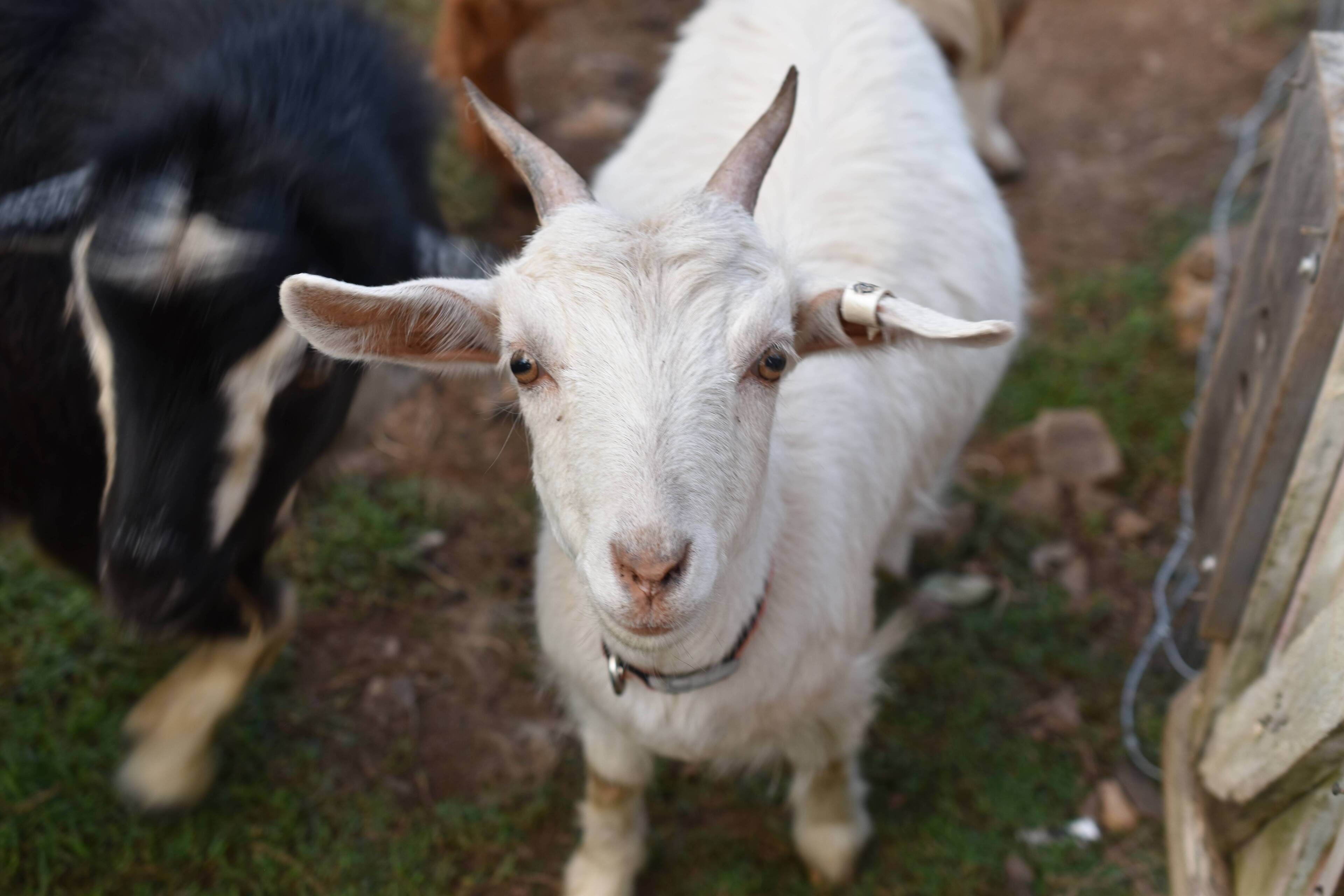 The Shed Conversion With Hot tub With Amazing Views@ Gold Coast Tree Houses