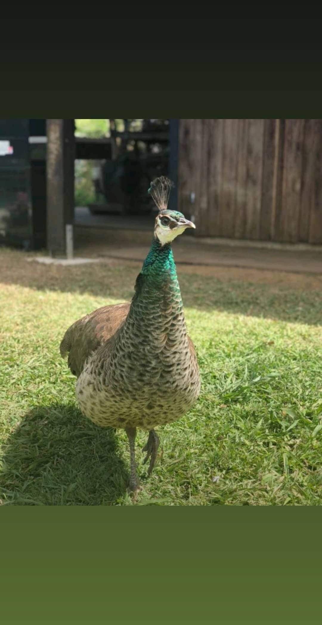 The Shed Conversion With Hot tub With Amazing Views@ Gold Coast Tree Houses