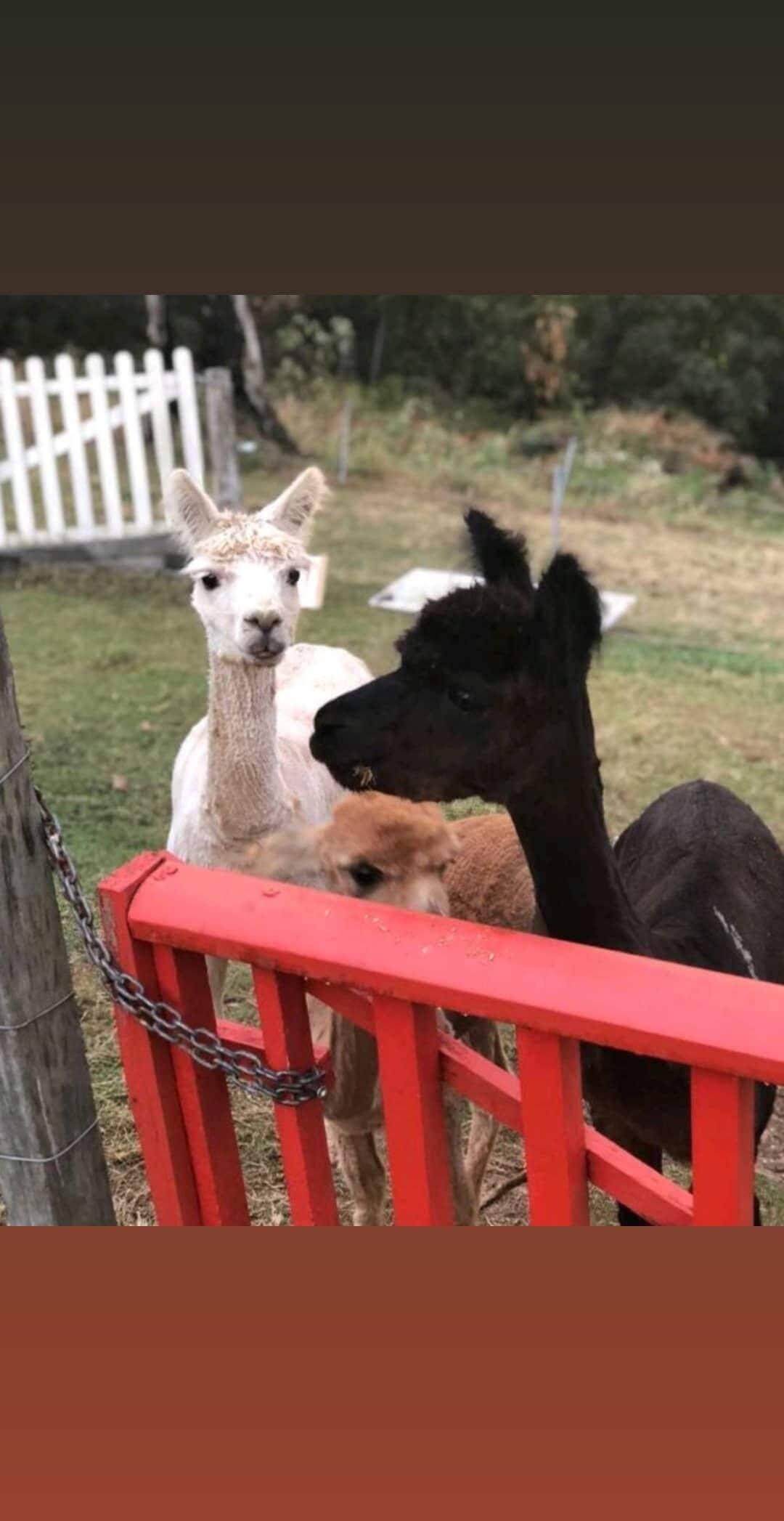 The Shed Conversion With Hot tub With Amazing Views@ Gold Coast Tree Houses